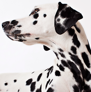 Dalmatiner-Hund