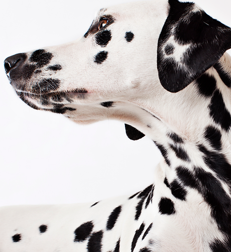 Dalmatian Dog