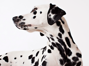 Dalmatian Dog