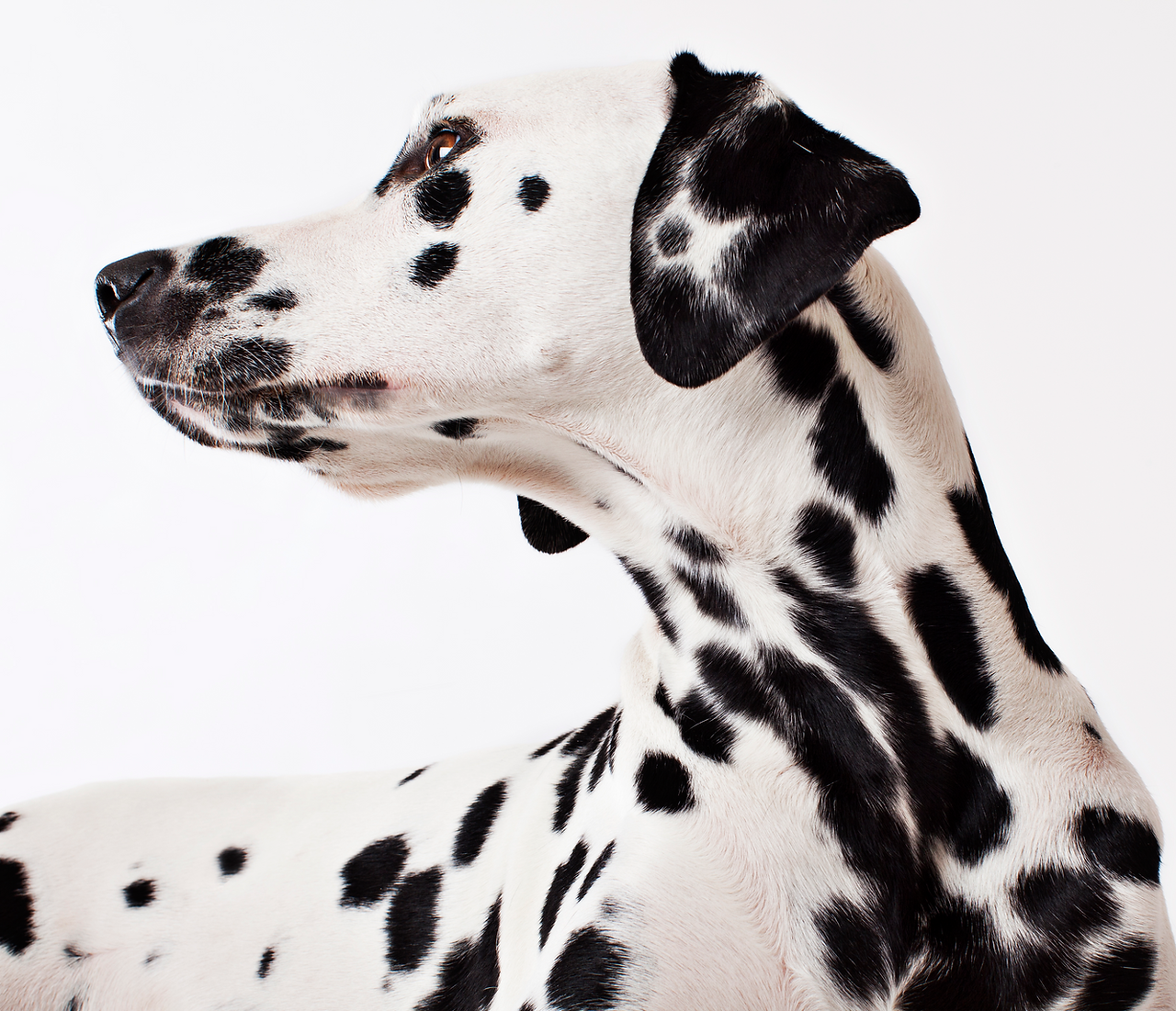 Dalmatian Dog