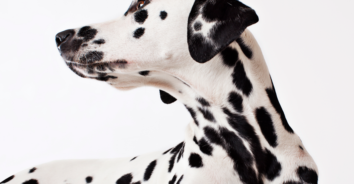 Dalmatian Dog