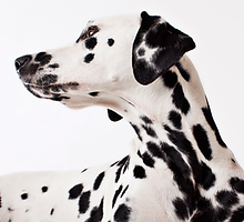 Pets