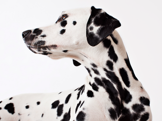 Pet Insurance
