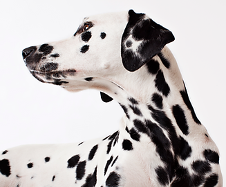 Dalmatian Dog