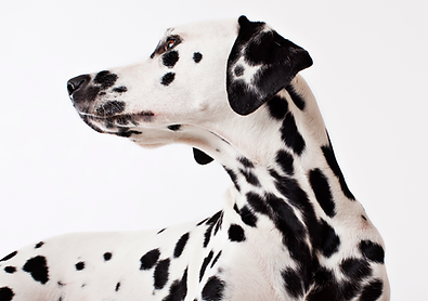 Dalmatian Dog