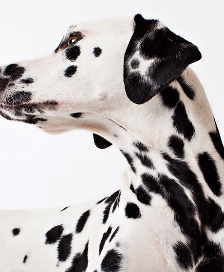 Dalmatian Dog