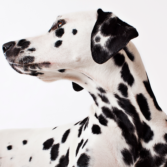 Dalmatian Dog