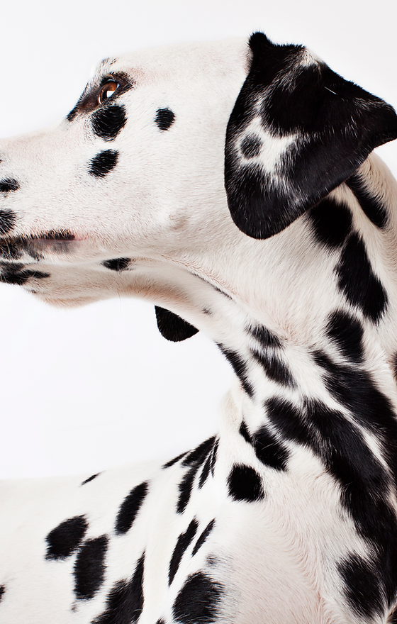 Dalmatian Dog