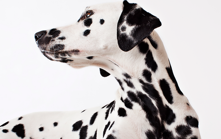 Dalmatien