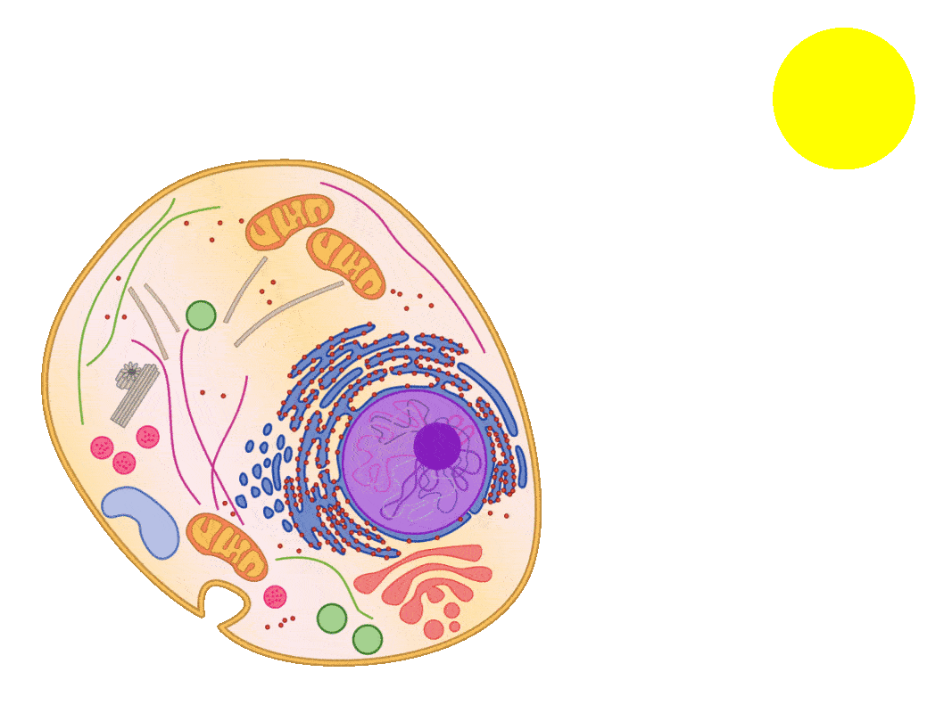 slide9_2.gif