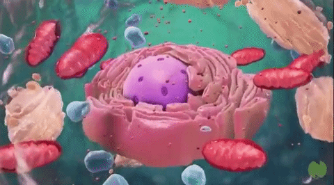 celula.gif