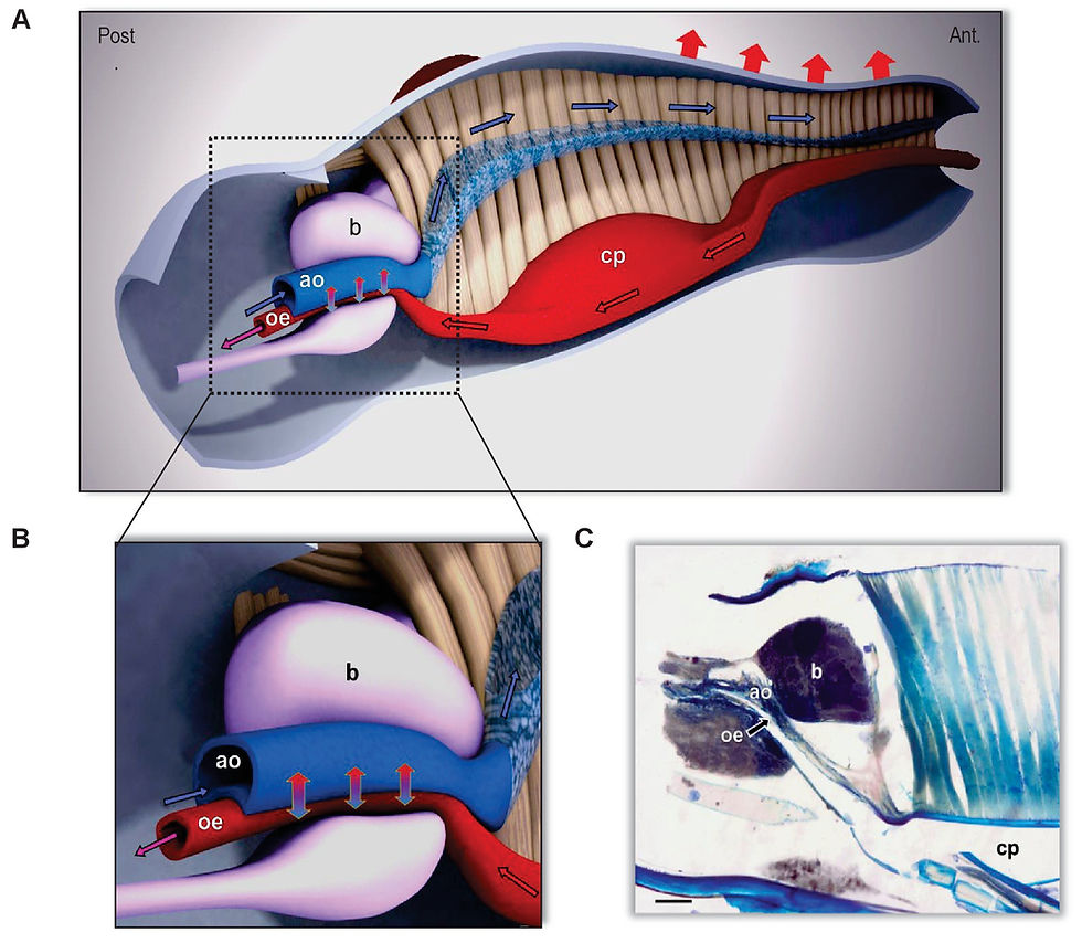 The heat exhanger located in the head of Rhodnius prolixus allows the insect to ingest a huge amount of warm blood without overheating