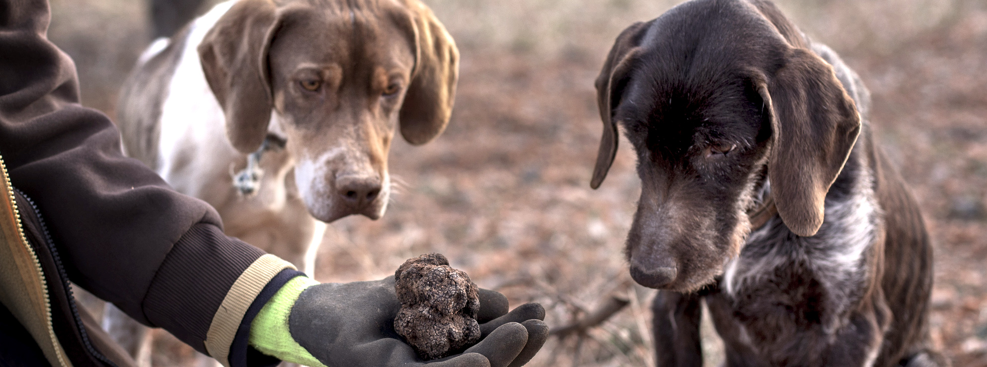 ButterSaltHoneyFreshTrufflesRecipeLos AngelesTruffles USA