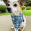 Thumbnail: Dog Park Bandana