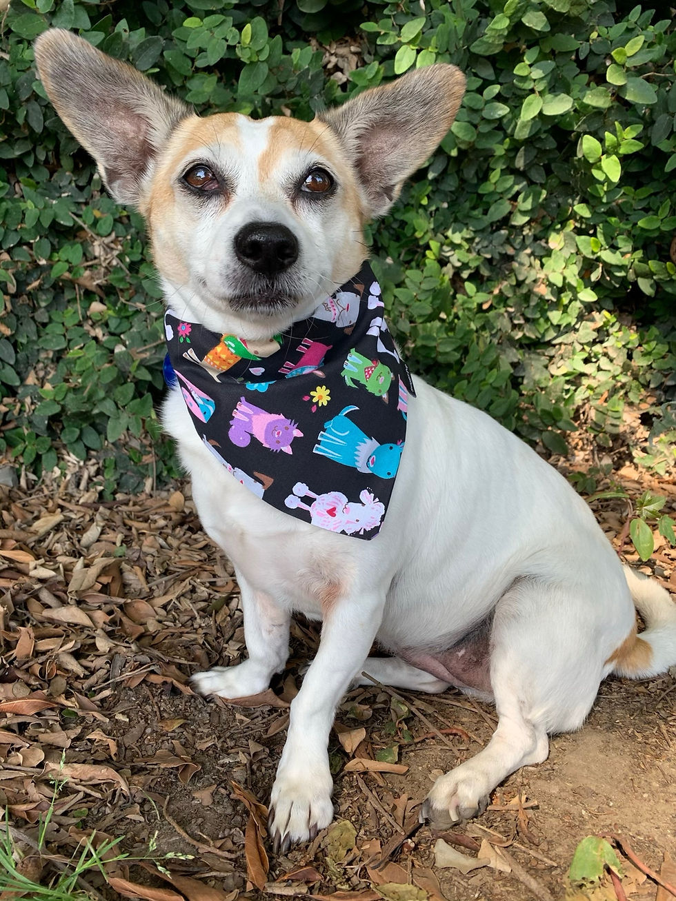 After Dark in the Park