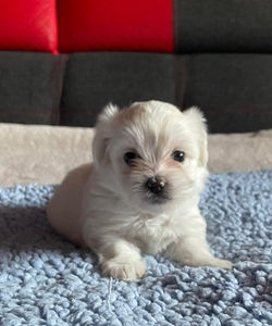 275682219_532855258258927_8640304876374170735_n