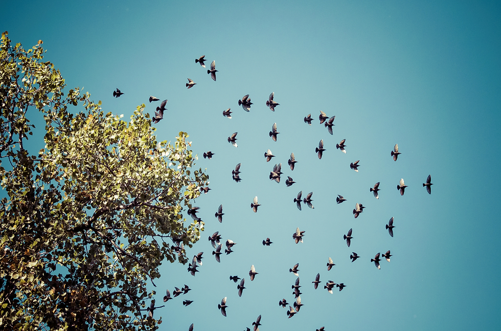 Migratory Birds Returning after Winter