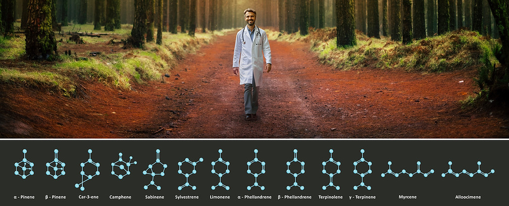 BlissThera-homeostasis-therapy-phytochemcial-synergy-forest-terpenes.jpg