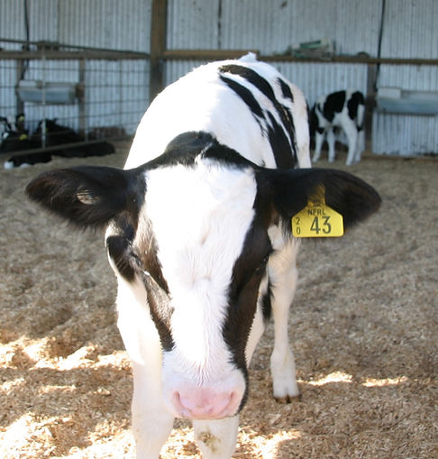 Cow tagging