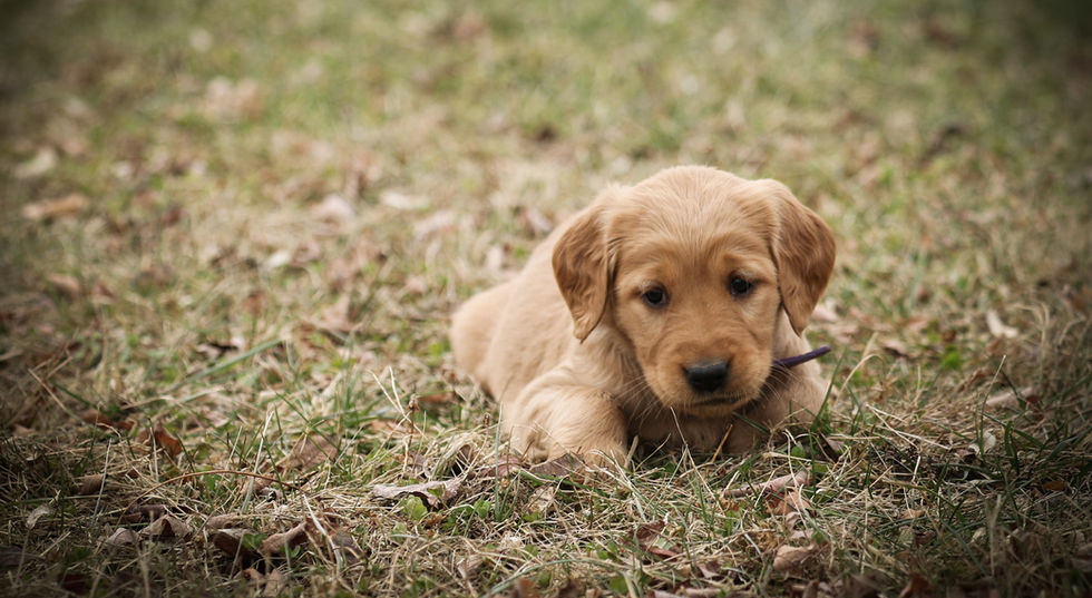 Penny_Buster 2023 Babies-05.jpg