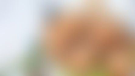 Hartige mueslibol met tomaat, kaas en rozemarijn