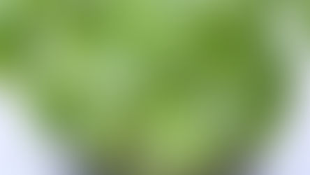 Zo zorg je goed voor je kruiden-plantjes!