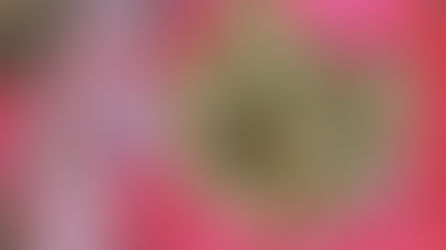 Rozen en Franse vanille truffels