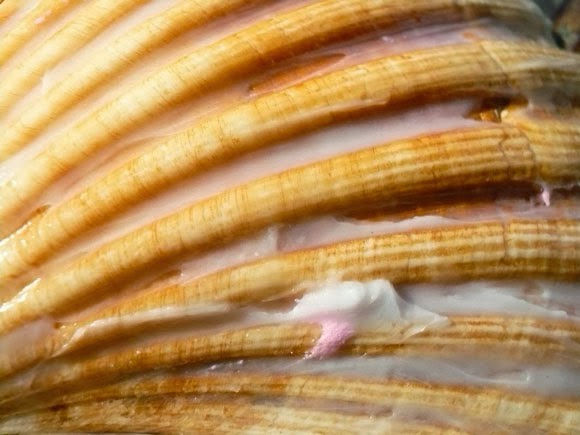 Smeer de schelp in met vet of boter