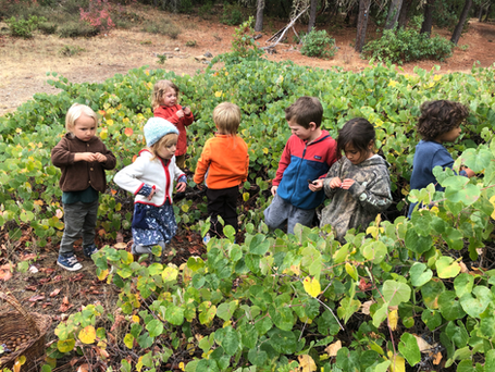 Where the wild grapes are!