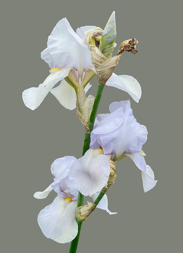 2092 IRIS 3-Recovered copy.jpeg