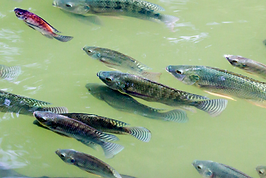 Untitled design (10).png
