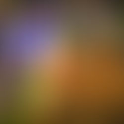 Herlings ve Vialle, Fransa'nın MXGP'sinde genel zaferleri kutluyor