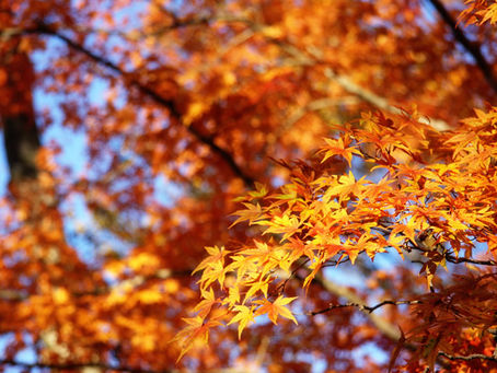 脱毛を始めるなら、実は“秋”が一番いい季節。 熊本 メンズ 脱毛