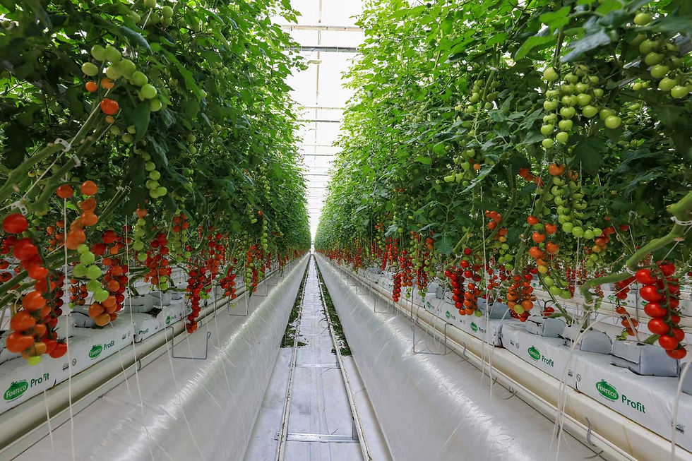 Dutch Greenhouse