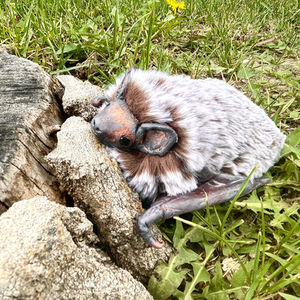 Hoary Bat