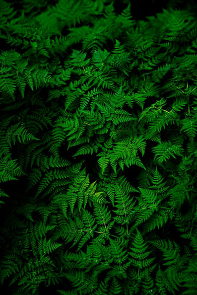 Infinite Ferns_edited.jpg