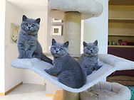 British idylle Chatons British shorthai