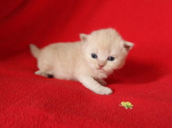 180128-3semaines-Chaton-crème O'Malley