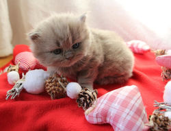 Mr Wookiee 3 semaines et 4j