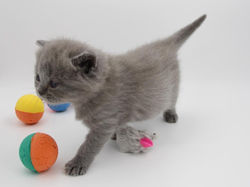 180204-Olympe-4se-IMG_7020