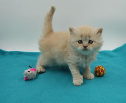 180211-OMALLEY-5se-IMG_7094