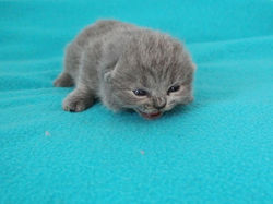 Romance British shorthair femelle 1 sema