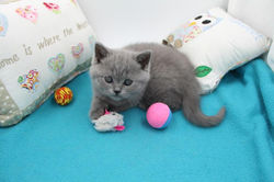 180225-Olympe-7se-IMG_7601