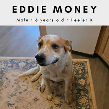 Eddie Money