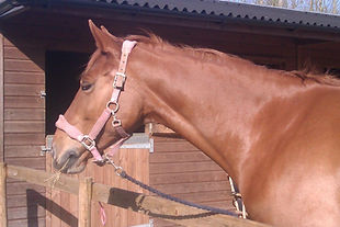 Close up of 16.2 'ginger' irish sports mare having had a lovely groom outside her stable i