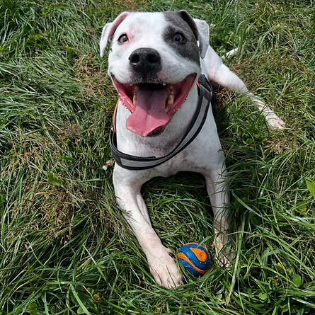 Kates K9 & Equine Customer out on a dog walk