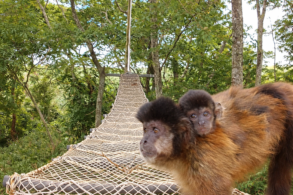FERROVIAS: PASSAGENS DE FAUNA UNEM LOGÍSTICA E ESG