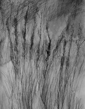 grasses 1_edited.jpg