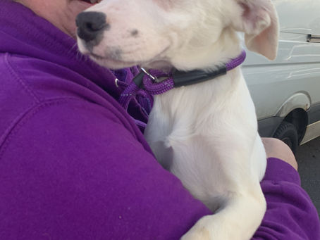 Bonzo’s 5th Gotcha Day