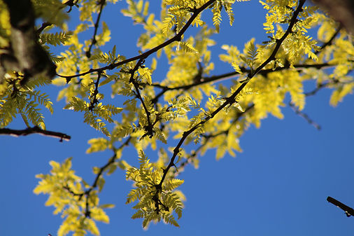 Baum-Blaetter.jpg